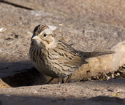 Lincolns Sparrow